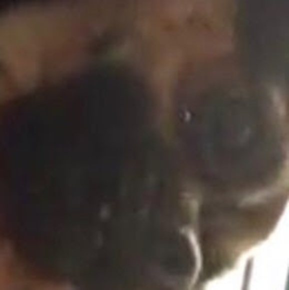 Rachael Cortes - Picture 7 of 7